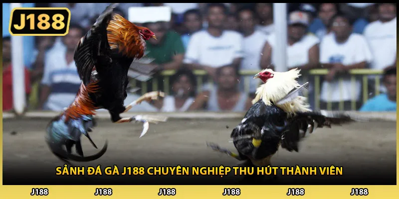 Sảnh đá gà J188 chuyên nghiệp thu hút thành viên